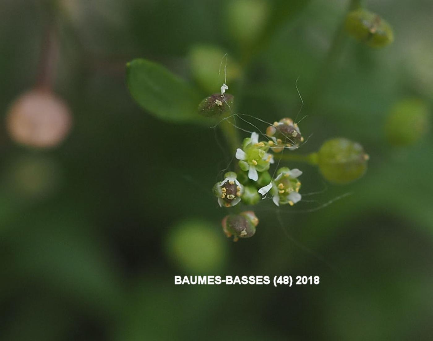 Chamois cress, [Prostrate] flower